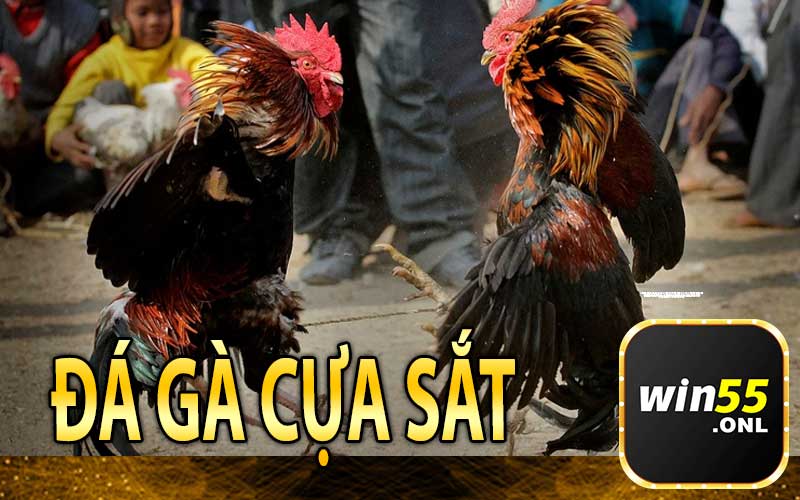 Đá gà cựa sắt